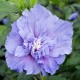 Hibiscus  Blue Chifon C3